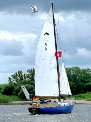 Segelboot Ylva unter Segel mit hellem Großsegel